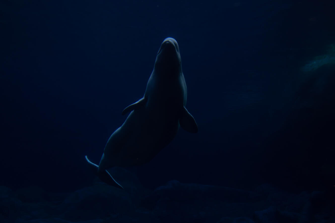 White whale